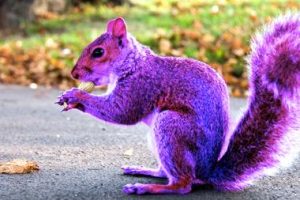 picture of a Purple Squirrel